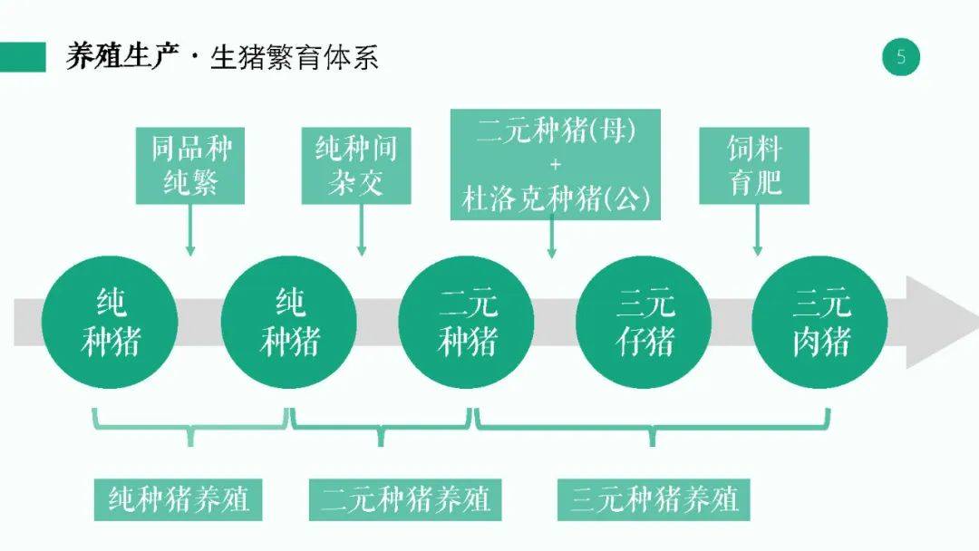 新澳2024年精准资料220期,实践分析解析说明_yShop42.287